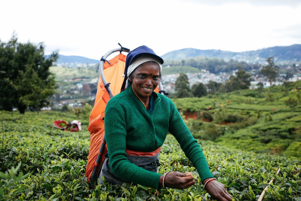 Pedro View Homestay Nuwara Eliya Bagian luar foto